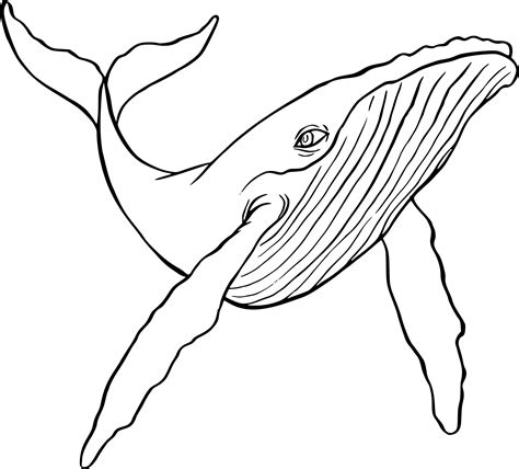 Résultats de recherche d images pour dessin baleine à bosse Whale