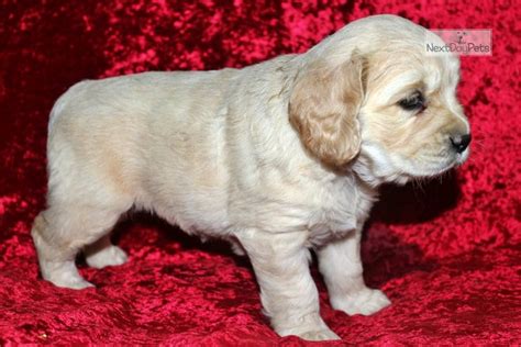 Golden Cocker Retriever Puppies for Sale from Reputable Dog Breeders