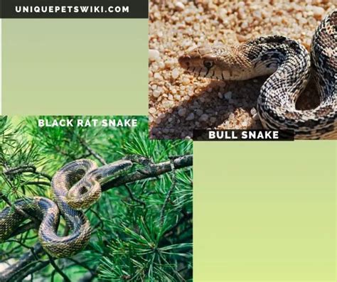 10 Most Beautiful Harmless Snakes For Pets With Pictures