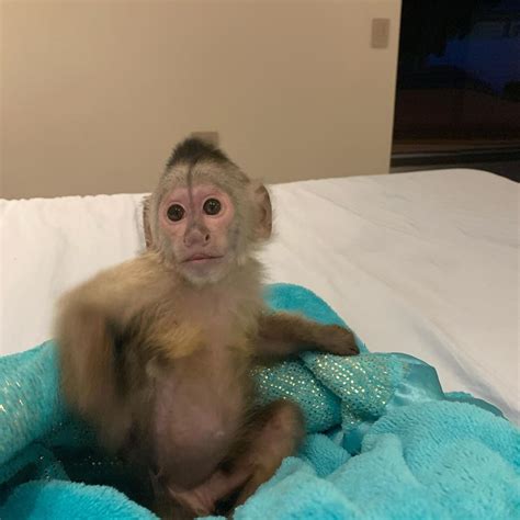 Capuchin Monkey Available For Sale Capuchin Monkey Diaper Train Monkey