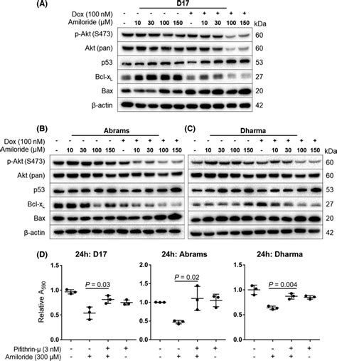 Western Blot Of Proteins Involved In P53 And Akt Signaling In A D17 Download Scientific