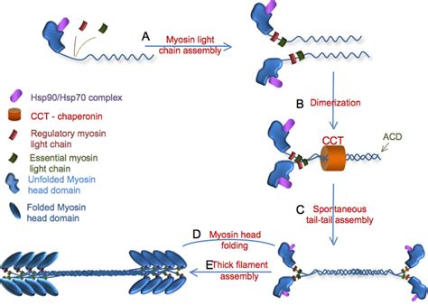 Myosin Assembly Maintenance And Degradation In Muscle Role Of The