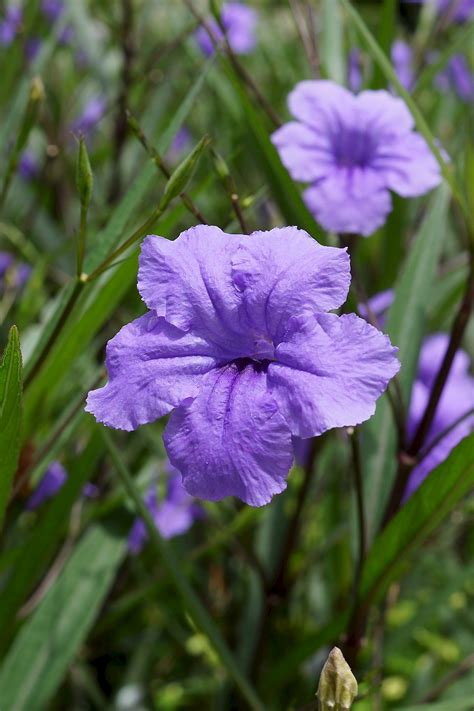 Ruellia simplex - UF/IFAS Assessment - University of Florida, Institute ...