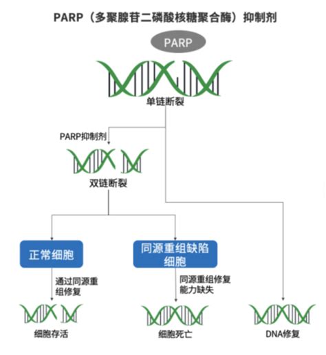 深度揭秘“抗癌神药” Parp抑制剂肿瘤靶向药治疗机制 知乎