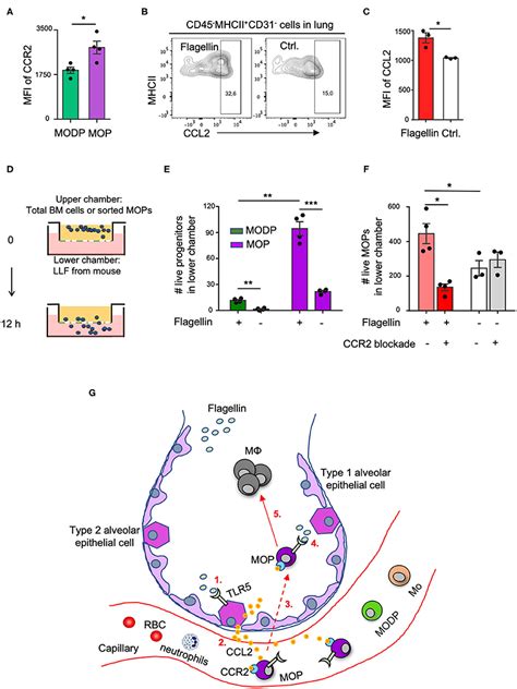 Frontiers Flagellin TLR5 Stimulate Myeloid Progenitors To Enter Lung