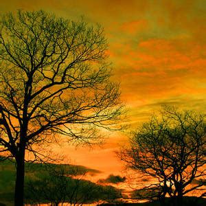 Naked Tree Photograph By Itai Minovitz Fine Art America