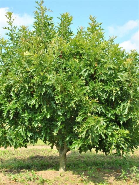 Quercus Palustris Swamp Pygmy Fagaceae Van Den Berk Nurseries