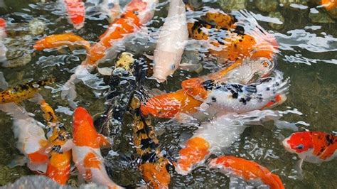 Mengenali Jenis Jenis Ikan Koi Dan Cara Merawatnya Kepogaul