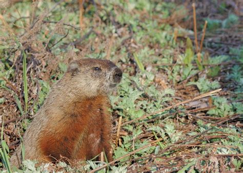 Ground hog in its burrow stock image. Image of mountain - 19176391