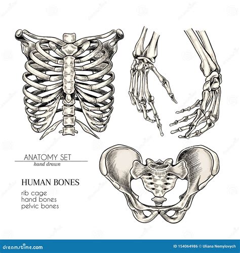 Sistema Exhausto De La Anatom A De La Mano Partes Del Cuerpo Humanas