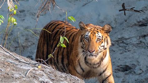 Sighting The Royal Bengal Tiger Sundarbans Safari Vlog Youtube