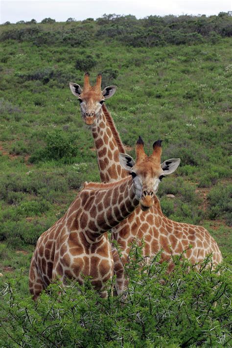 African Giraffes 176 Photograph by Bob Langrish - Fine Art America