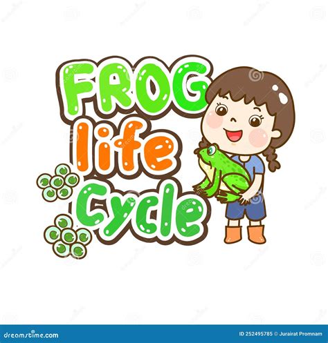 The Frog’s Life Cycle Vector. Stock Vector - Illustration of adult ...