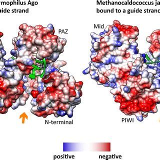 Unusual location of nucleotides in the Argonaute structure of M ...