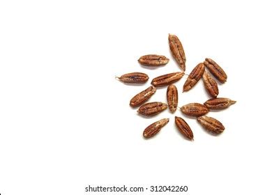 seeds date palm stock photo  shutterstock