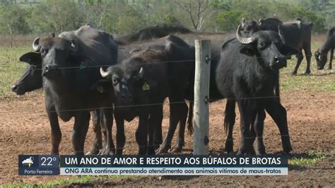 Polícia investiga furto de mais de 150 búfalos e bezerros em santuário