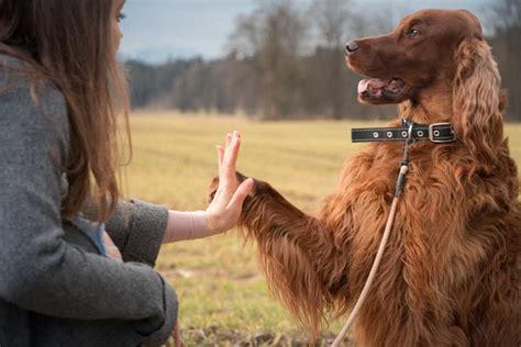 Dog Training How To Strengthen The Bond With Your Best Friend Enjoy