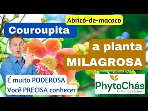 Couroupita A Planta Milagrosa Conheça Seus Benefícios PhytoChás