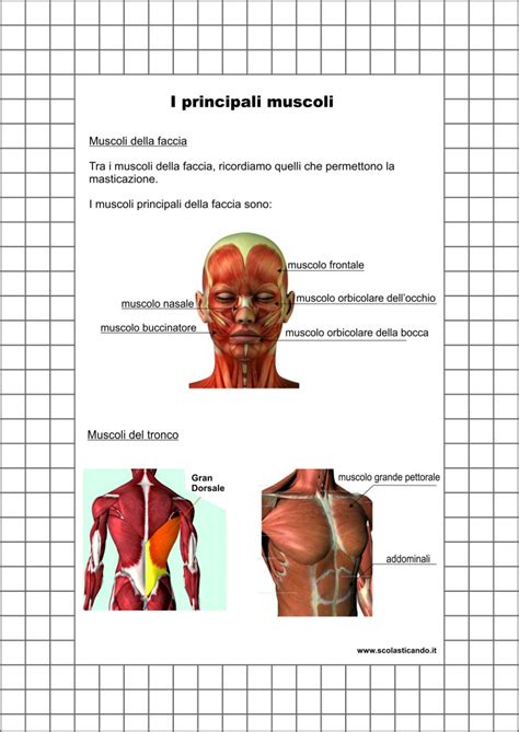 Classe Quinta Scienze Lapparato Muscolare Schede E Verifica Da