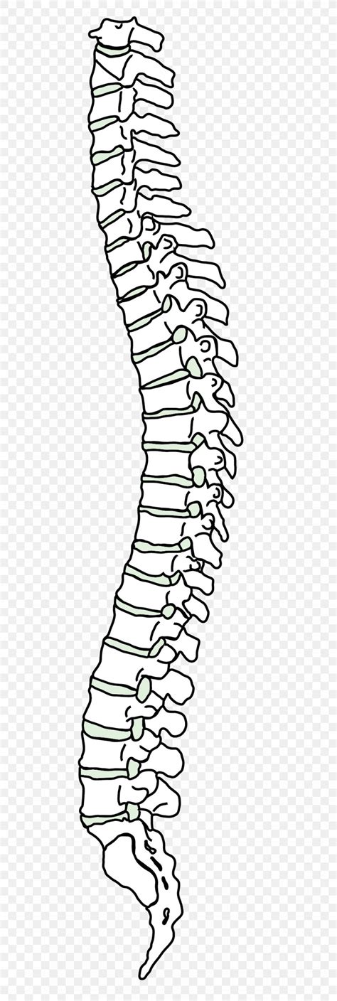 Spine Cartoon