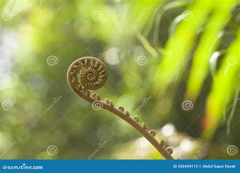 Part Of The Fern Leaf Stock Image Image Of Ferns Catch 256444113