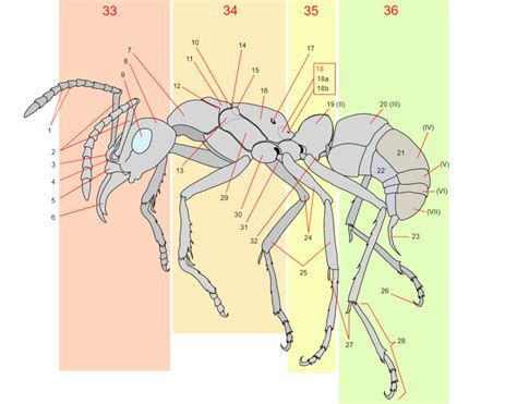 Worker Ant Anatomy Diagram | Quizlet