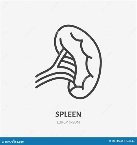 Spleen Line Icon Vector Pictogram Of Human Internal Organ Anatomy