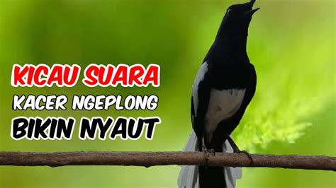 KACER GACOR BUAT TERAPI KACER BAHAN DIMALAM HARI DIJAMIN LANGSUNG NYAUT