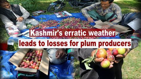 Climate Change Kashmir S Erratic Weather Leads To Losses For Plum