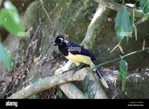 birds in the jungle Stock Photo - Alamy