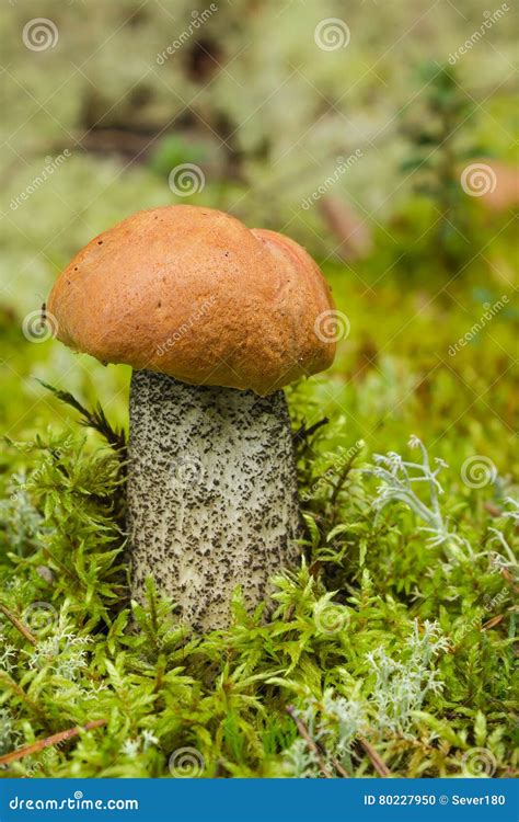 Edible Mushroom Leccinum Aurantiacum With Orange Cap Stock Photo