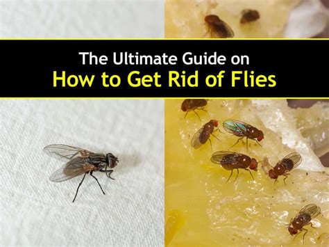 How To Get Rid Of Flies In Your House Plants At Larry Lesure Blog