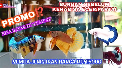 Ikan Cupang Proses Breding Dan Masih Promo Sepesial Lagi Banyak Jeniss