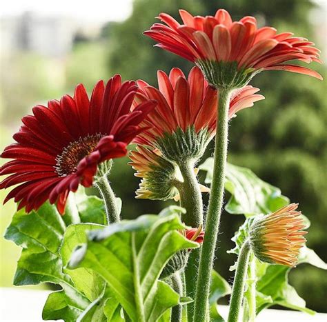 como cultivar gerberas en el jardin de casa guia de jardin