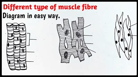 muscle fiber diagram