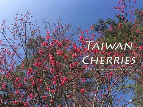 Taiwan Cherry Tree, a Tallahassee Nurseries Tradition - Tallahassee ...