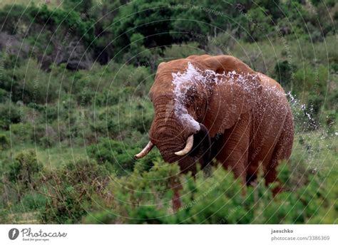 Elefanten Afrika Wasser Ein Lizenzfreies Stock Foto Von Photocase