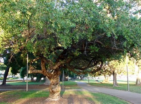 conocarpus erectus buttonwood canopy tree     wood