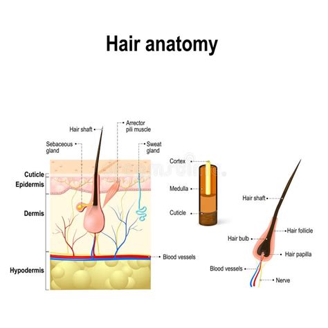 Hair Follicle Anatomy Diagram