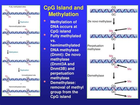 Ppt Iv The Role Of Chromatin Structure In Control Of Gene