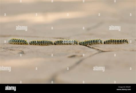 La Chenille Processionnaire Du Pin Thaumetopoea Pityocampa Chenilles