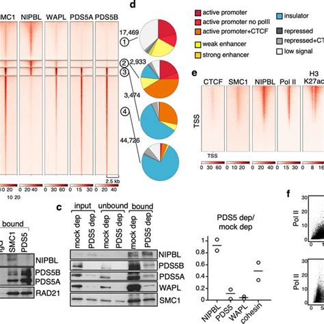 Genomic Distribution Of Cohesin And Associated Factors A Heatmaps