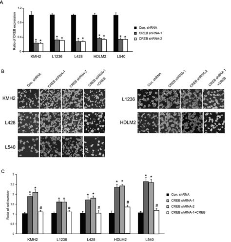 Downregulation Of Creb Promotes Cell Proliferation Of Kmh2 L1236