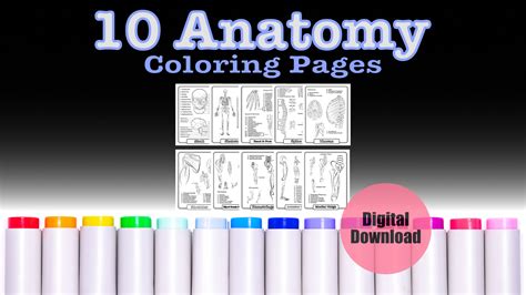 10 Anatomy Coloring Book Pages Printable Body Worksheets - Etsy