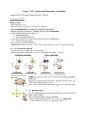 Lecture 1 DNA Structure And Chromosome Organization Docx Lecture 1