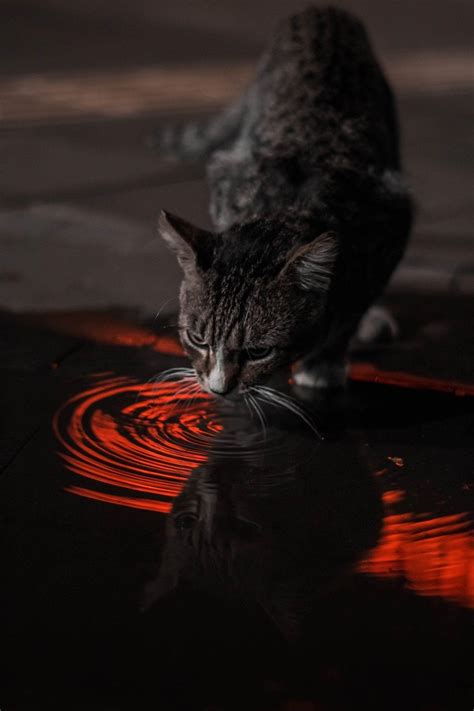Can Cats See in the Dark? Understanding Feline Night Vision | Dog Hugs Cat