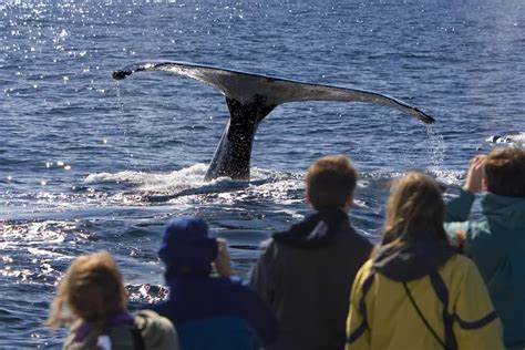 Alaska Whale Watching Cruise: What to Expect | NCL Travel Blog