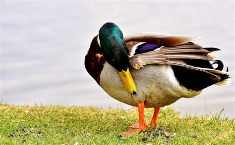 Ente Stockente Erpel Kostenloses Foto Auf Pixabay