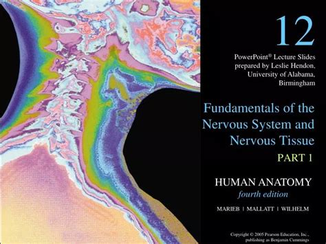 Ppt Fundamentals Of The Nervous System And Nervous Tissue Powerpoint