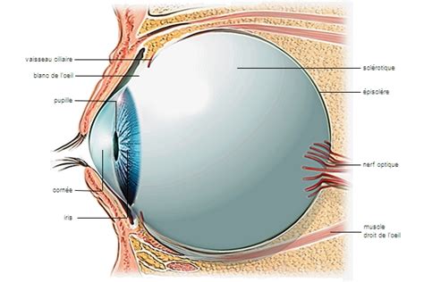 Sclérotique Ou Sclère Larousse